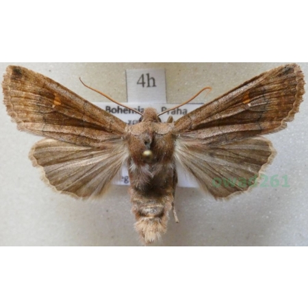 Mythimna albipuncta (Denis & Schiffermüller, 1775) Piętnówka białokropka Czech4h